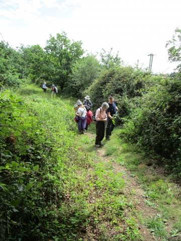 Higham Marshes Field Meeting