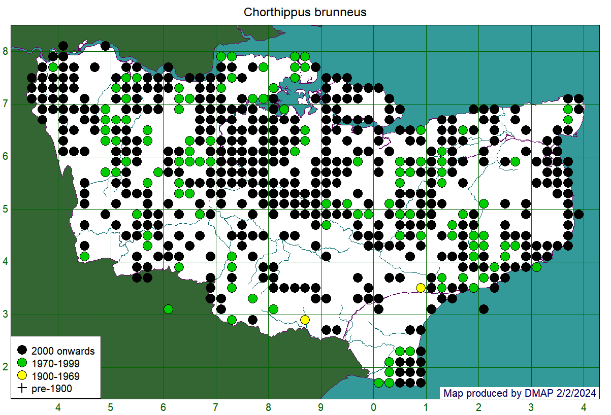 Chorthippus brunneus