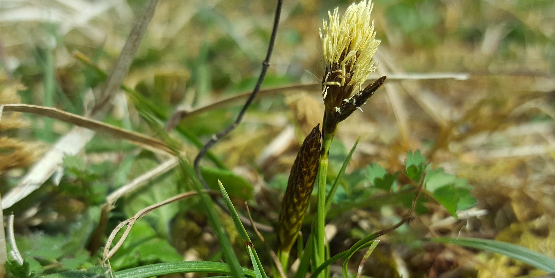 Key to Kent's Sedges